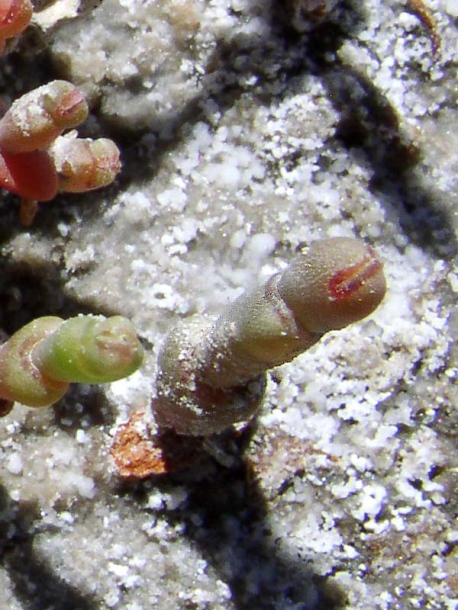 Image of Salicornia perennans specimen.