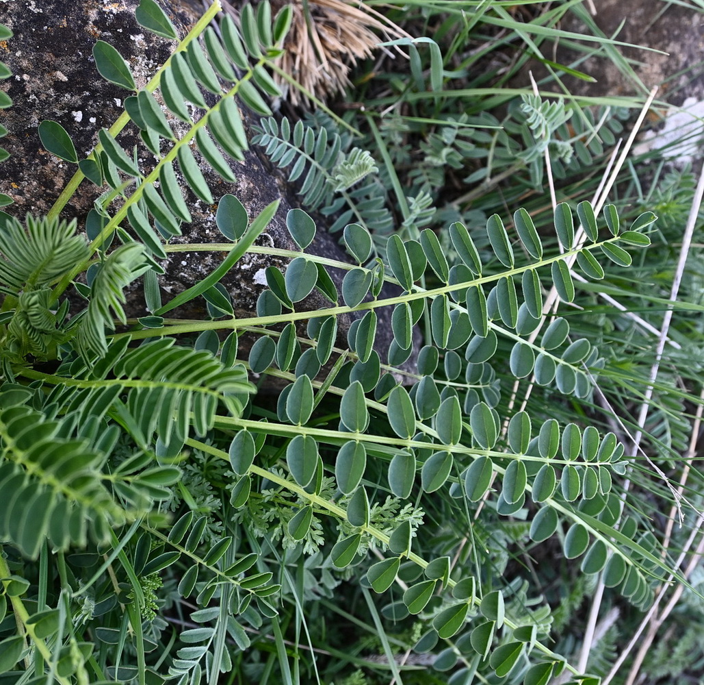 Image of Astragalus galegiformis specimen.