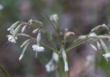 Silene nutans