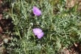 Amberboa glauca. Верхушки цветущих растений. Турция, ил Ыгдыр, подножие ур. Красные горы, дно сухого водотока на границе с глинистой пустошью. 19 мая 2025 г.