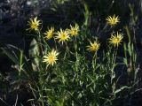 genus Tragopogon
