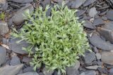 Artemisia glomerata