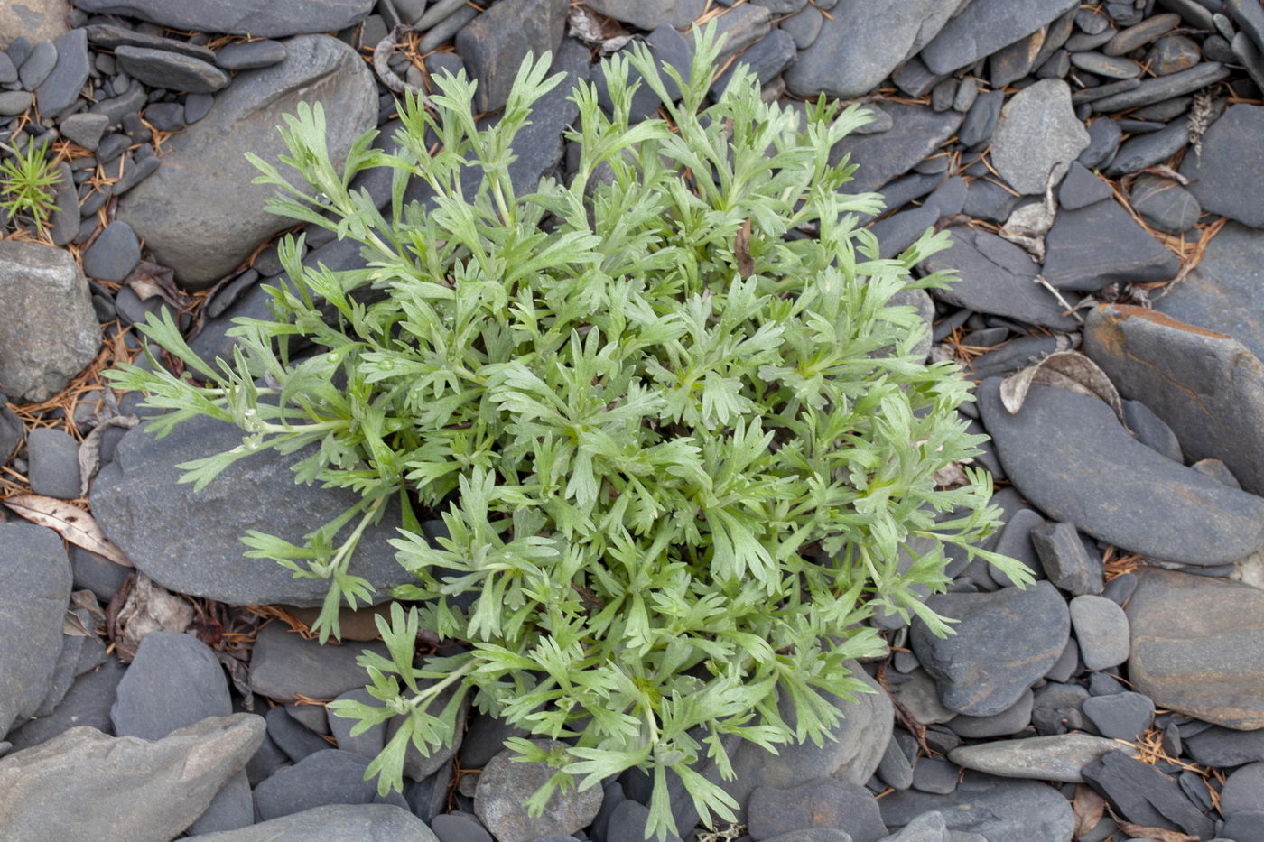 Image of Artemisia glomerata specimen.