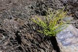 Ferula grigoriewii. Вегетирующее растение. Таджикистан, Горно-Бадахшанская автономная обл., Рушанский р-н, Северо-Аличурский хр., окр. оз. Шадау, дол. р. Шадау, выс. ≈ 3500 м н.у.м., осыпь с острочешуйчатым щебнем. 4 июля 2025 г.