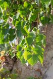 Ficus religiosa. Верхушка ветви с молодыми листьями. Израиль, г. Бат-Ям, в озеленении. 06.05.2025.