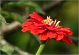 Zinnia elegans. Соцветие (махровая форма). Московская обл., Раменский р-н, окр. дер. Хрипань, садовый участок. 16.08.2025.