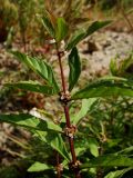 Lycopus uniflorus