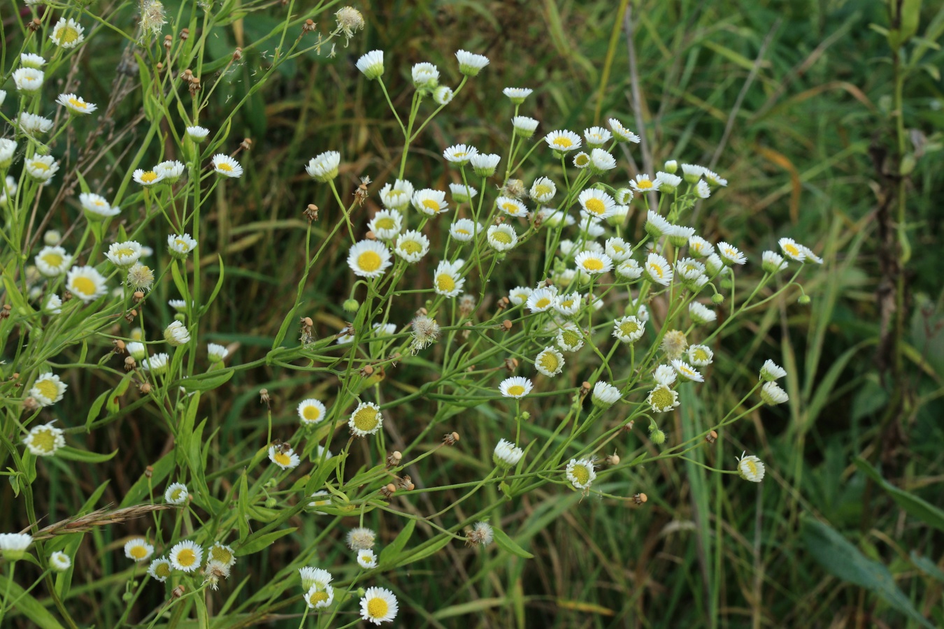 Image of Erigeron annuus specimen.