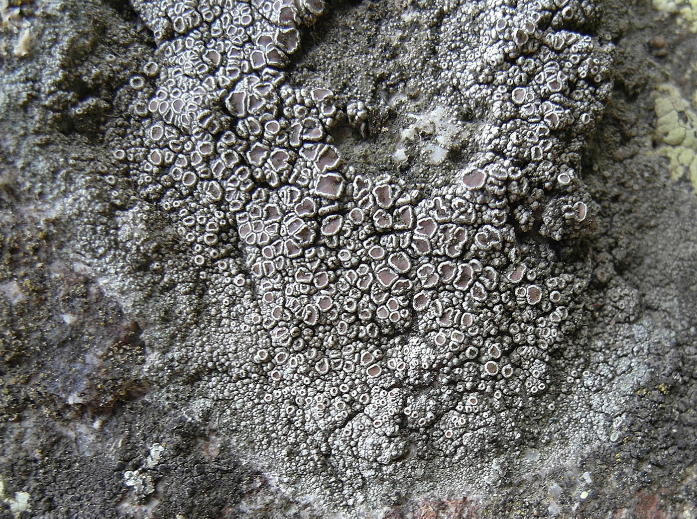 Изображение особи Lecanora cenisia.