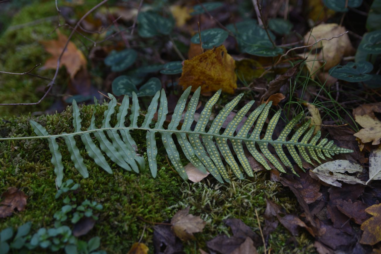 Изображение особи род Polypodium.