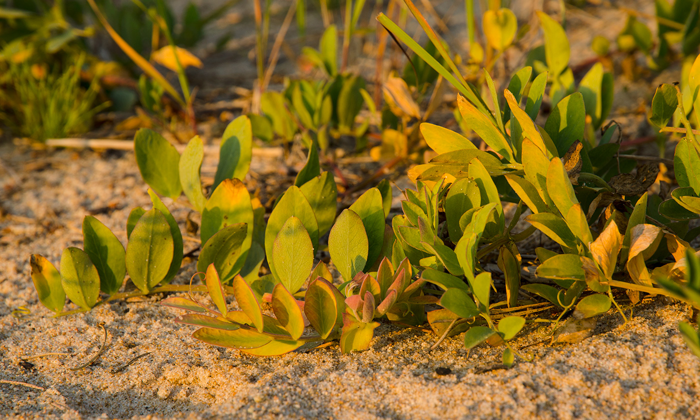 Image of Lathyrus japonicus ssp. pubescens specimen.