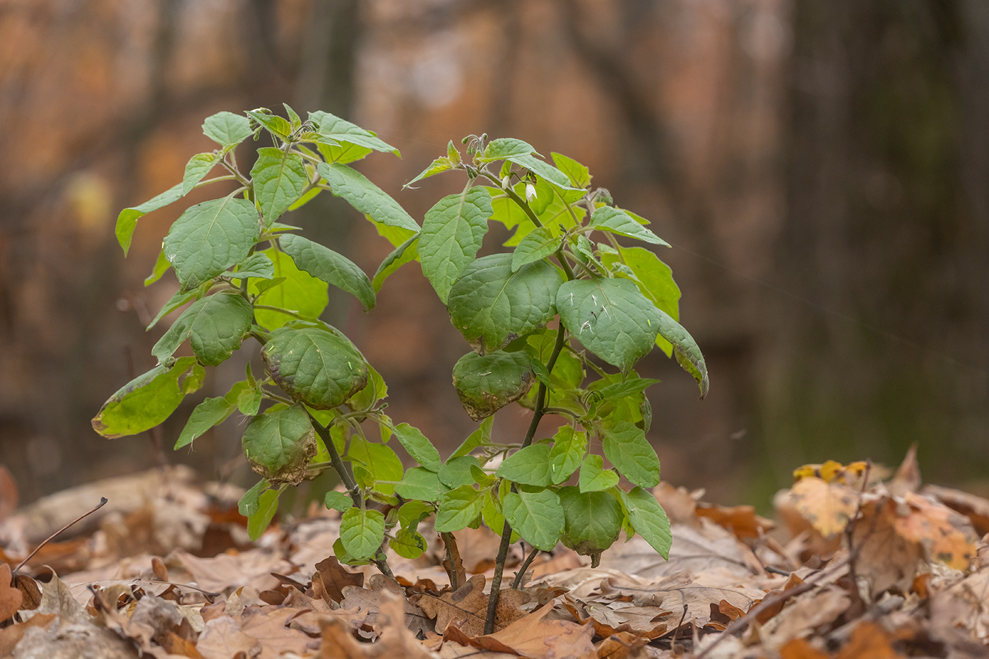 Изображение особи Solanum nigrum.
