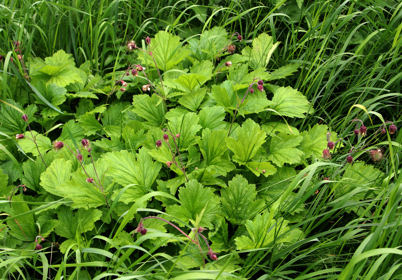 Image of Geum rivale specimen.