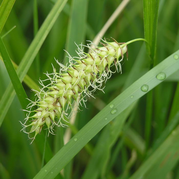 Изображение особи Carex vesicaria.