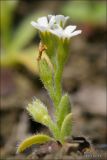 Myosotis litoralis
