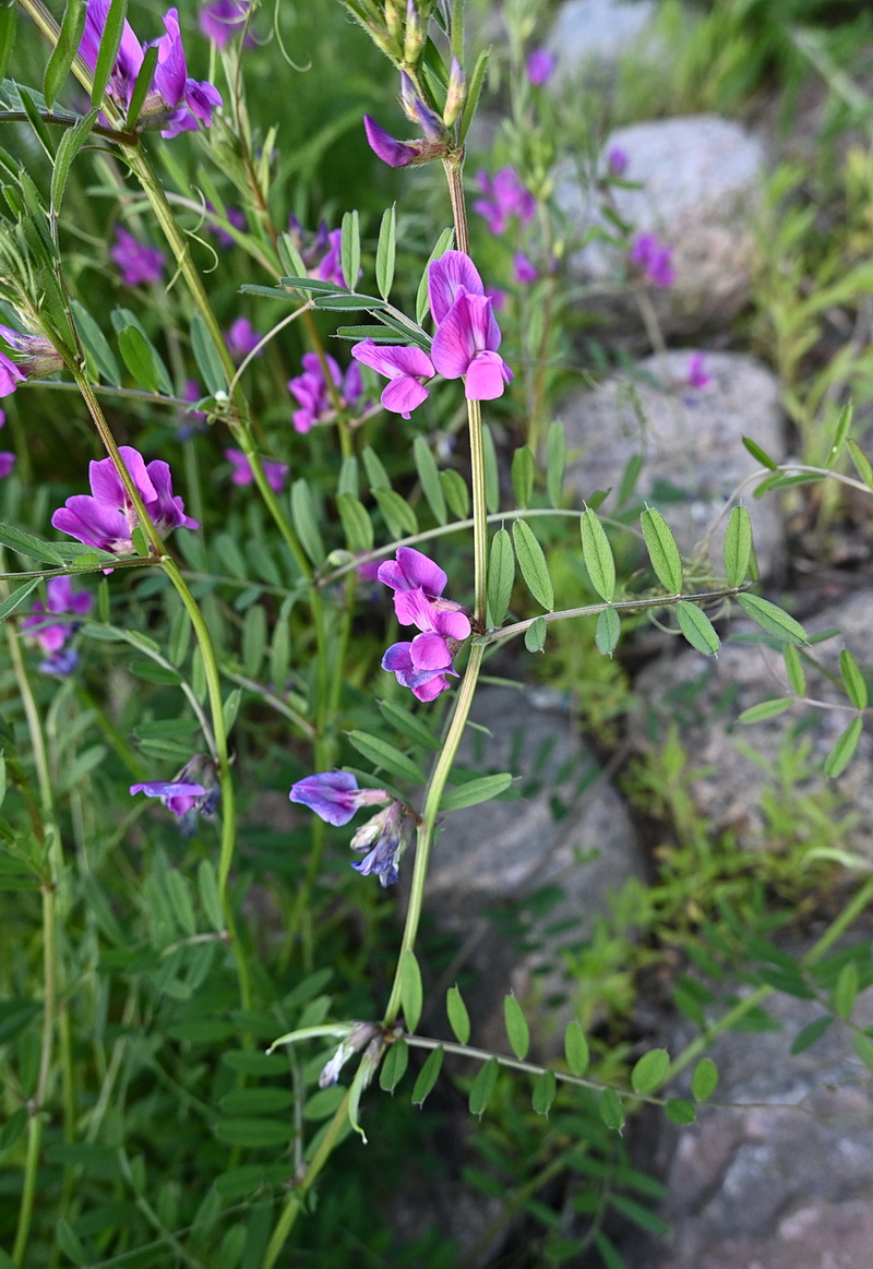 Image of genus Vicia specimen.