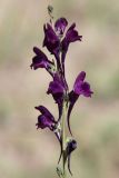 Linaria transiliensis
