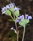 Ziziphora clinopodioides. Верхушки побегов с соцветиями. Узбекистан, Кашкадарьинская обл., Китабский геологический запов.; Зеравшанский хр., местность Обиё. 22.07.2023.