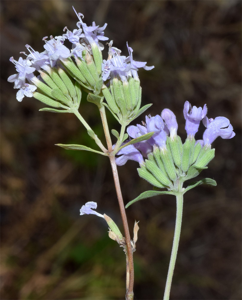 Image of Ziziphora clinopodioides specimen.