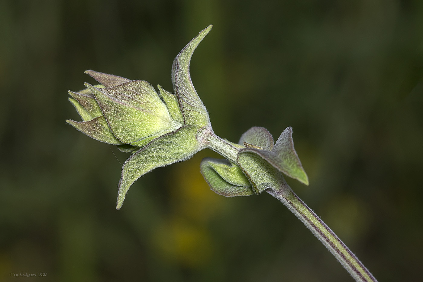 Изображение особи Salvia tomentosa.