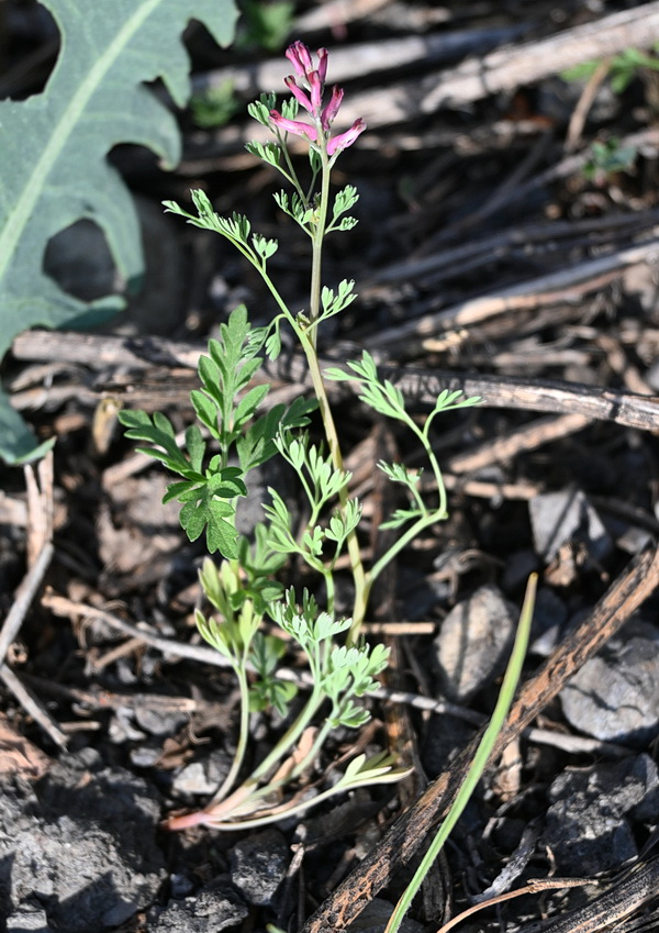 Изображение особи род Fumaria.