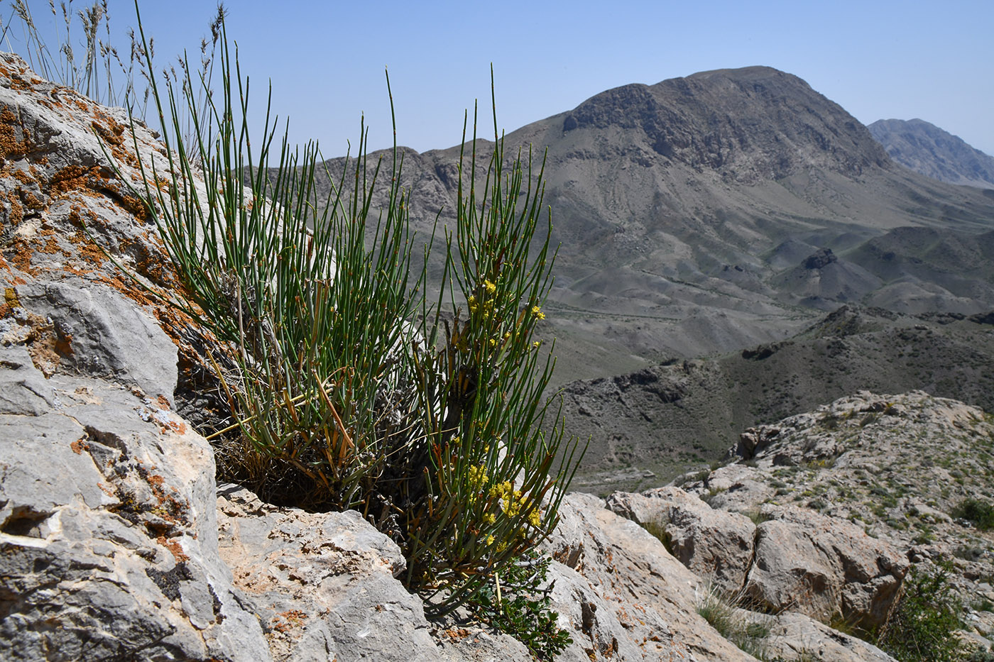 Изображение особи Ephedra intermedia.