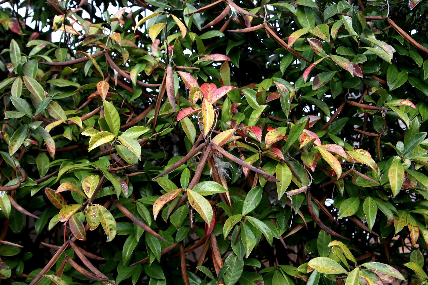 Image of Trachelospermum jasminoides specimen.