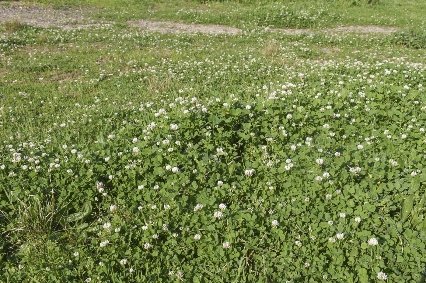 Image of Trifolium nigrescens specimen.