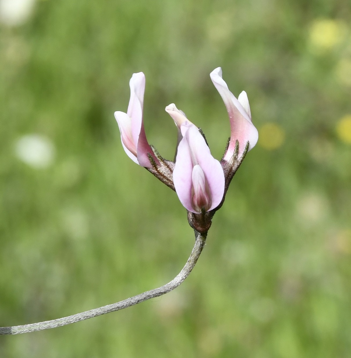 Image of Astragalus cyprius specimen.