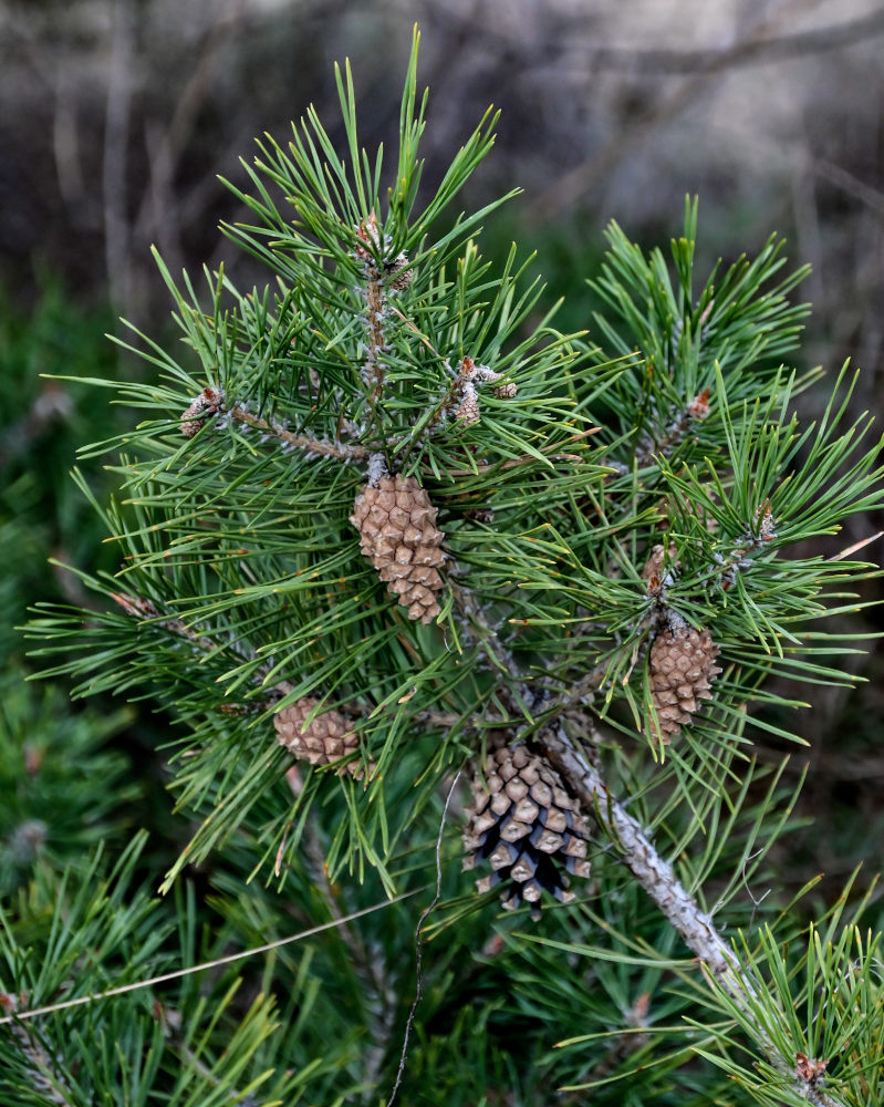 Изображение особи Pinus sylvestris.