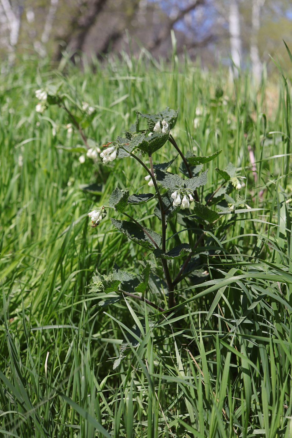 Изображение особи Symphytum tauricum.