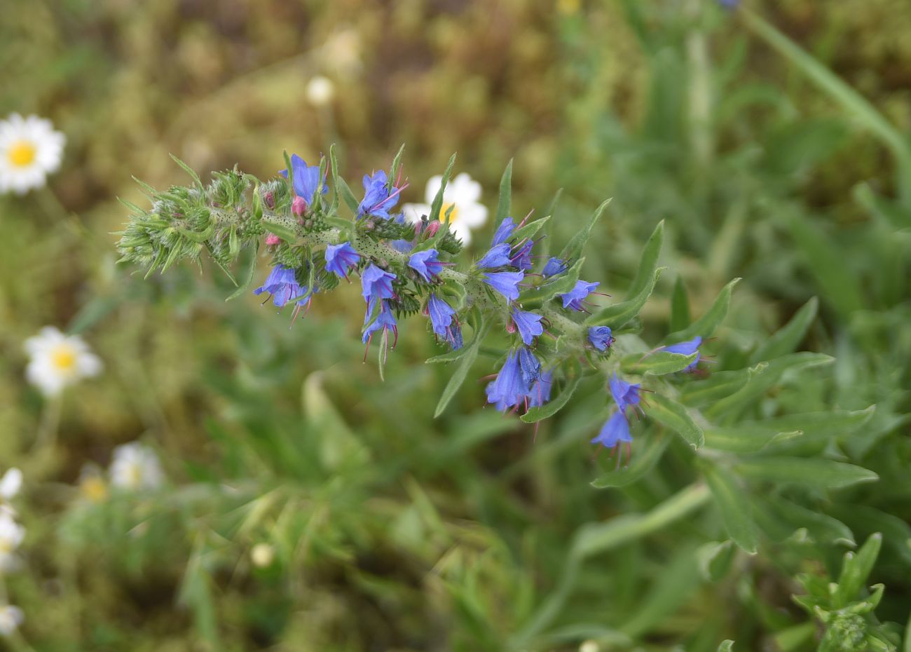 Image of Echium vulgare specimen.