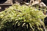 class Bryopsida. Вегетирующее растение. Приморский край, Шкотовский р-н, окр. пос. Подъяпольск, вершина сопки, широколиственный лес. 12.04.2026.