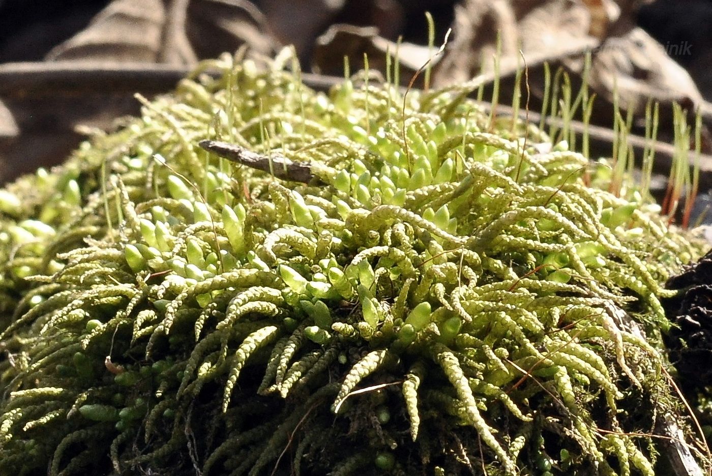 Image of class Bryopsida specimen.