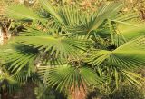 Trachycarpus fortunei. Крона. Краснодарский край, Черноморское побережье Кавказа, г. Анапа. 23 ноября 2025 г.