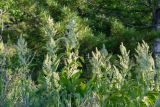 genus Veratrum
