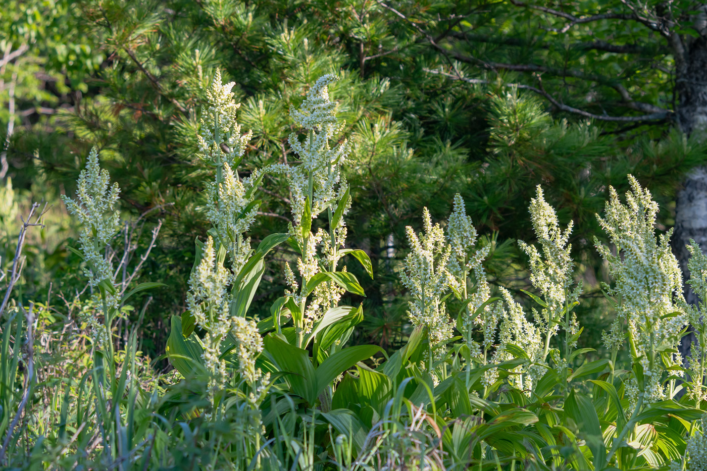 Image of genus Veratrum specimen.