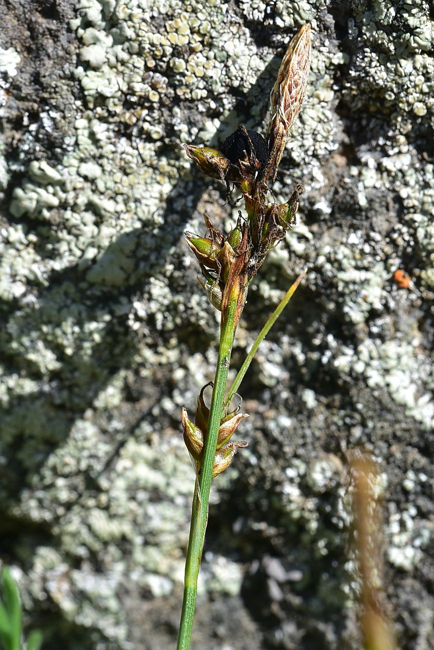 Image of genus Carex specimen.