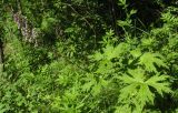 Aconitum septentrionale