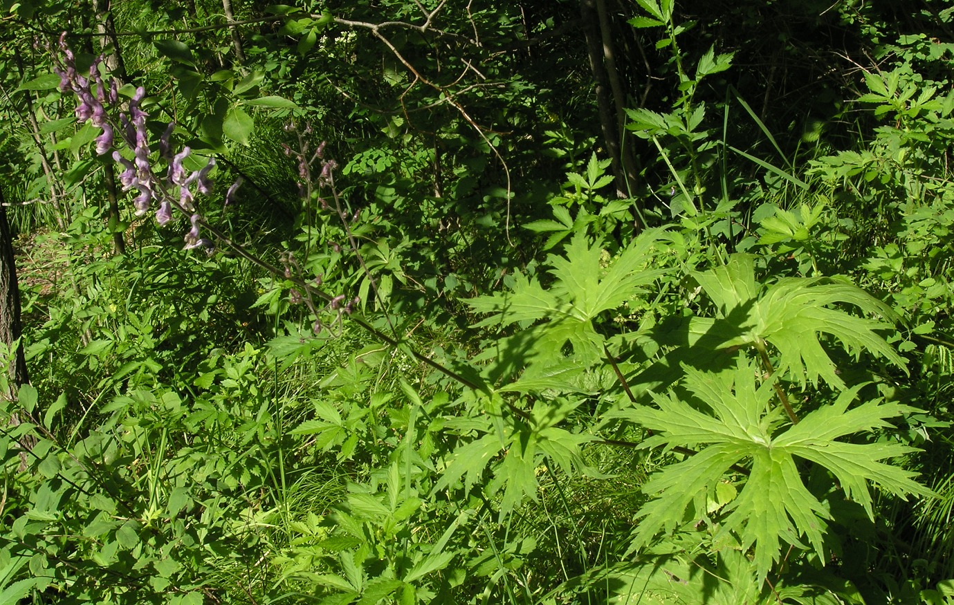 Image of Aconitum septentrionale specimen.