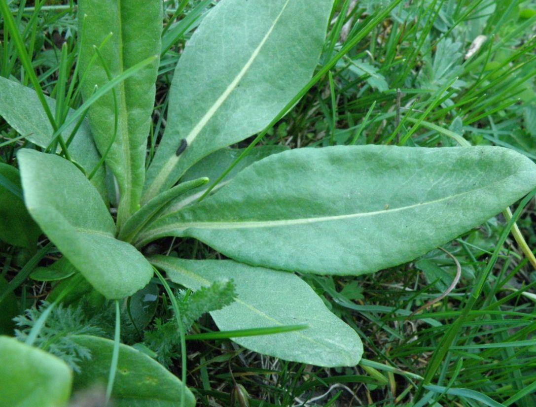 Изображение особи Senecio schwetzowii.