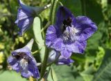 Delphinium iliense