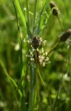 Plantago lanceolata. Верхушки побегов с соцветиями. Грузия, край Самцхе-Джавахети, Аспиндзский муниципалитет, левый берег р. Кура, ур. Тиреби, 100 м от фермы Серго, высокотравный луг. 10 июня 2026 г.