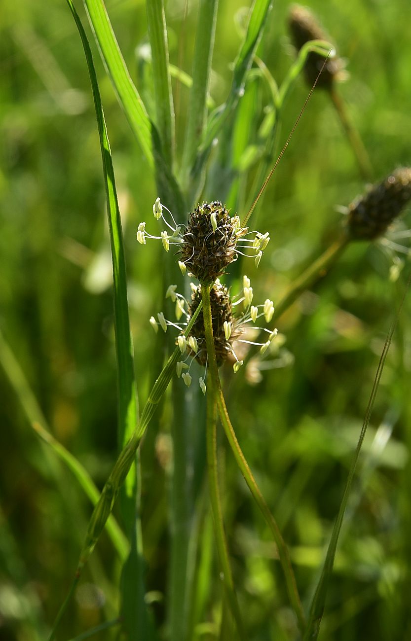 Image of Plantago lanceolata specimen.