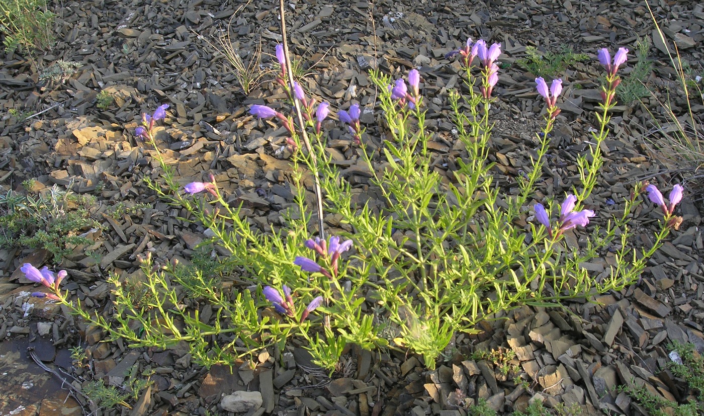 Image of Dracocephalum peregrinum specimen.