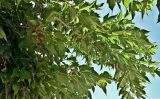 Morus alba. Ветви с соплодиями. Португалия, округ Лейрия, пос. Назаре, в культуре. 07.08.2025.
