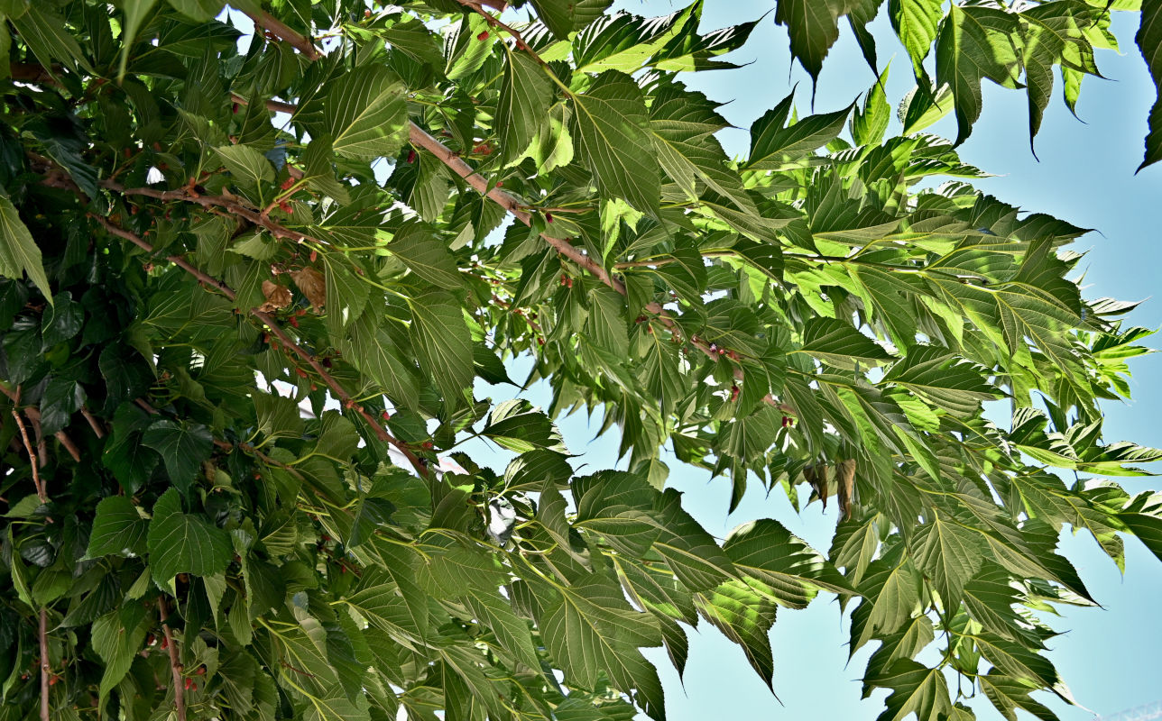 Image of Morus alba specimen.
