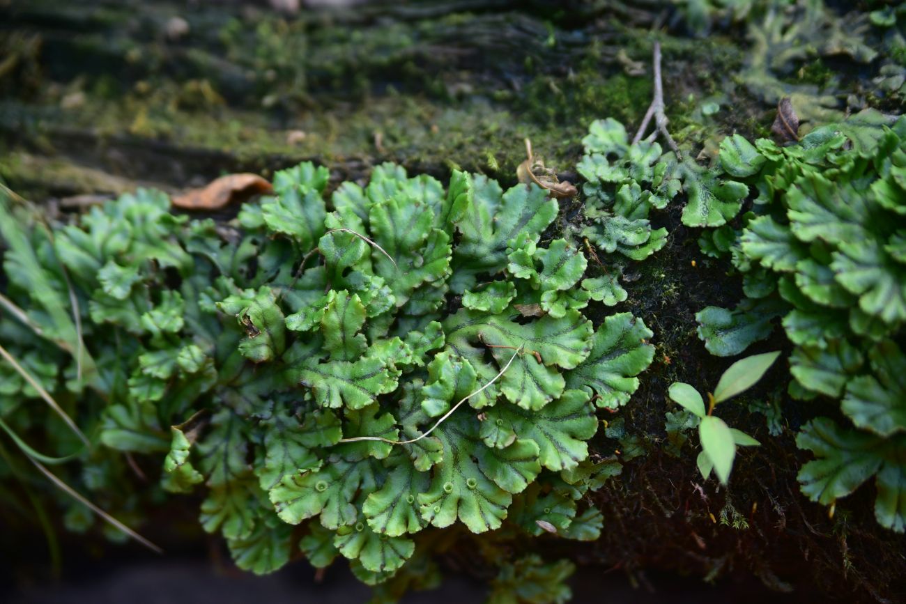 Image of Marchantia polymorpha specimen.
