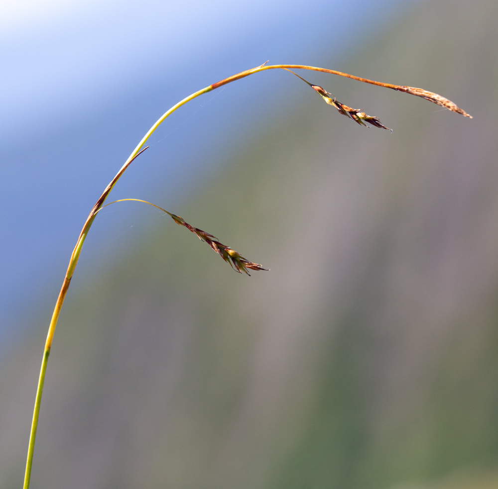 Image of Carex tenuiformis specimen.