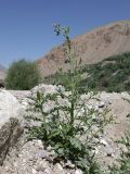 genus Cirsium